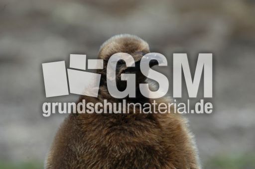 Königspinguin (44 von 84).jpg